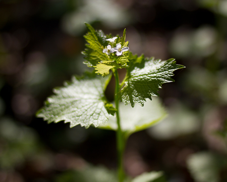 garlic mustard